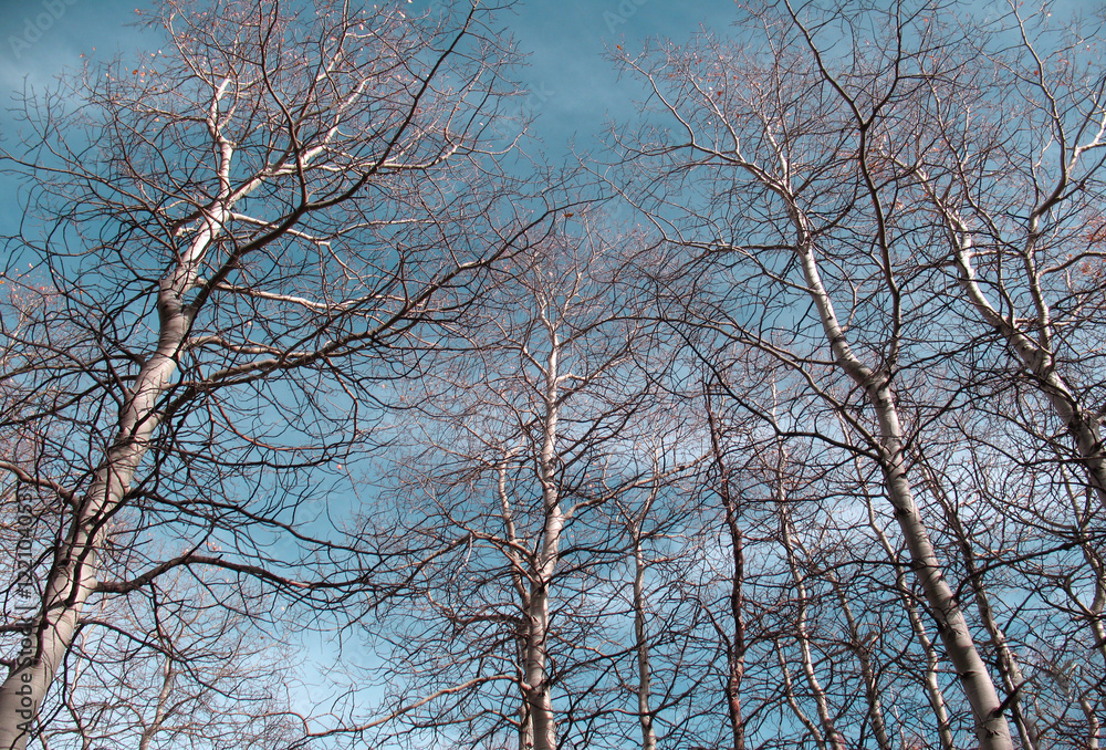 White Tree Upwards/Skyward view of Alder trees White Tree Upwards/Skyward view of Alder trees