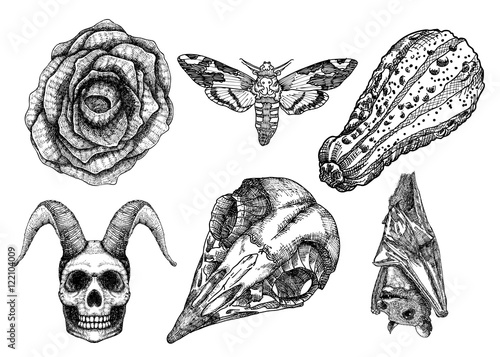 Set for Halloween. Set of witchcraft magic, occult attributes decorative elements. Moth, hawk moth, Human, demon with horns, bird skull, bug, insect, bat, pumpkin, black rose. Folklore. Vector.