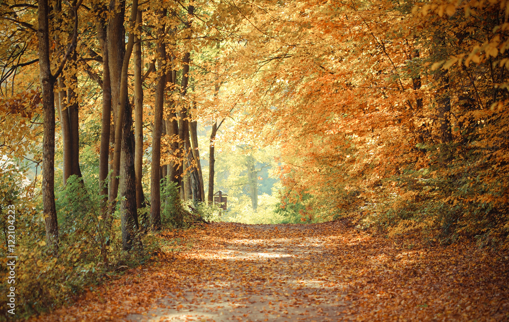 Fototapeta premium Vintage photo, Landscape, view of path in autumnal park