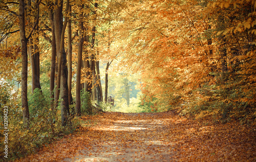 Vintage photo, Landscape, view of path in autumnal park