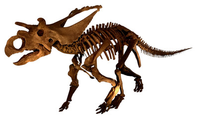Poster Dinosaurus Compleet dinosaurusskelet als fossiel  © barks