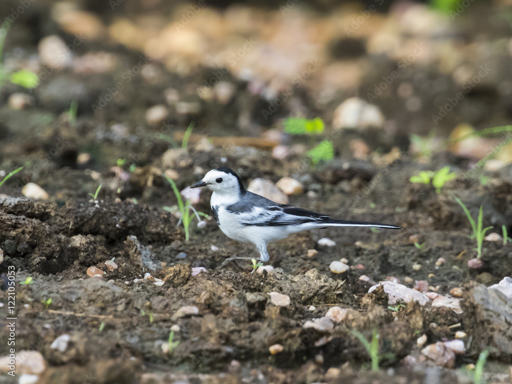 Image of a magpie stand on the ground. Image of a magpie stand on the ground.