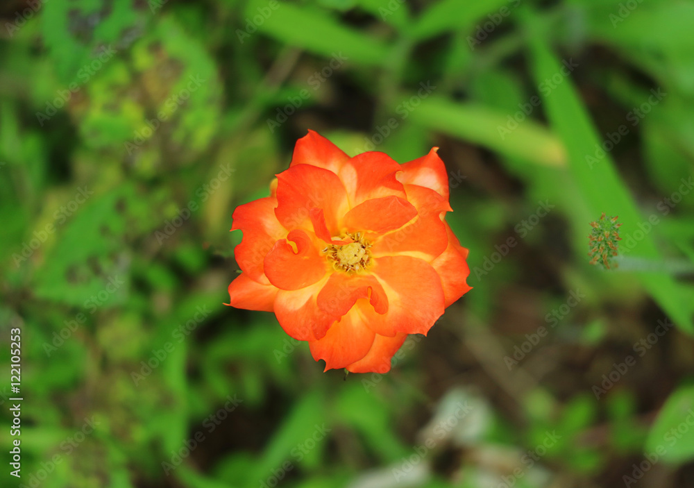 Fototapeta premium Amazing Flower