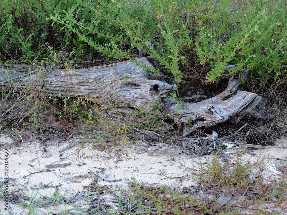 driftwood on the beach driftwood on the beach