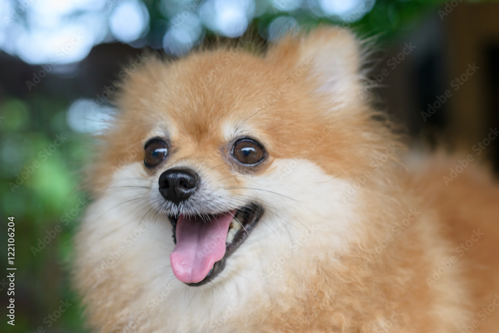 Close up of Cute Pomeranian dog Close up of Cute Pomeranian dog