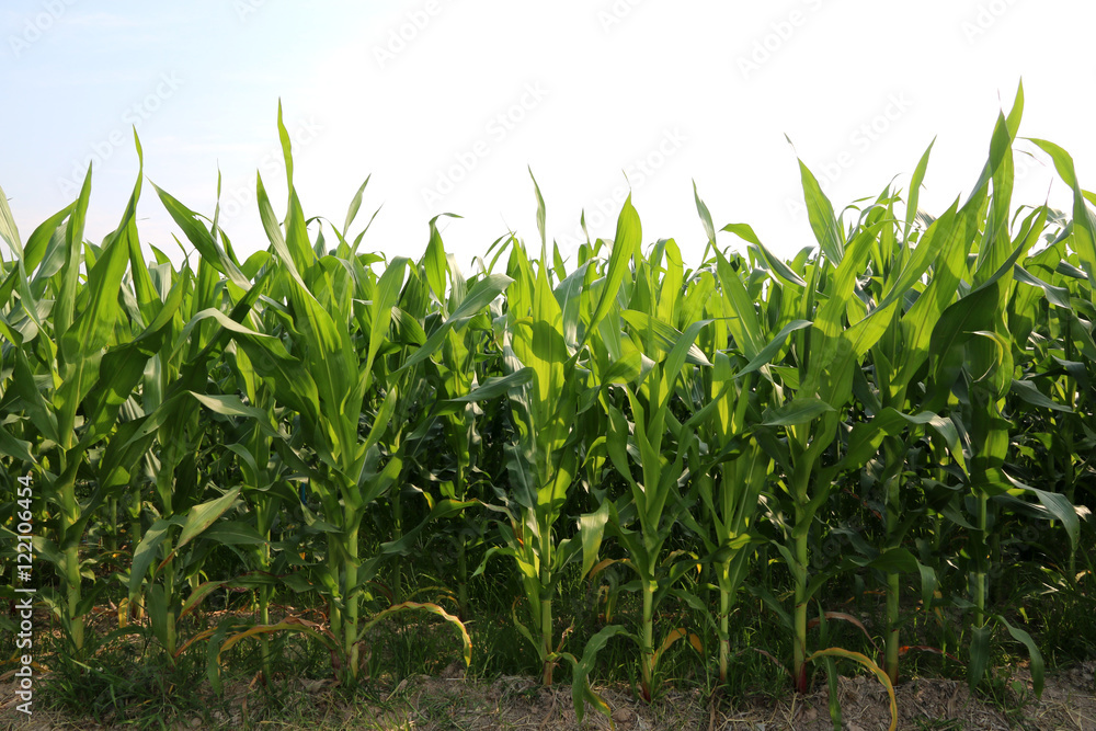 Fototapeta premium Corn field