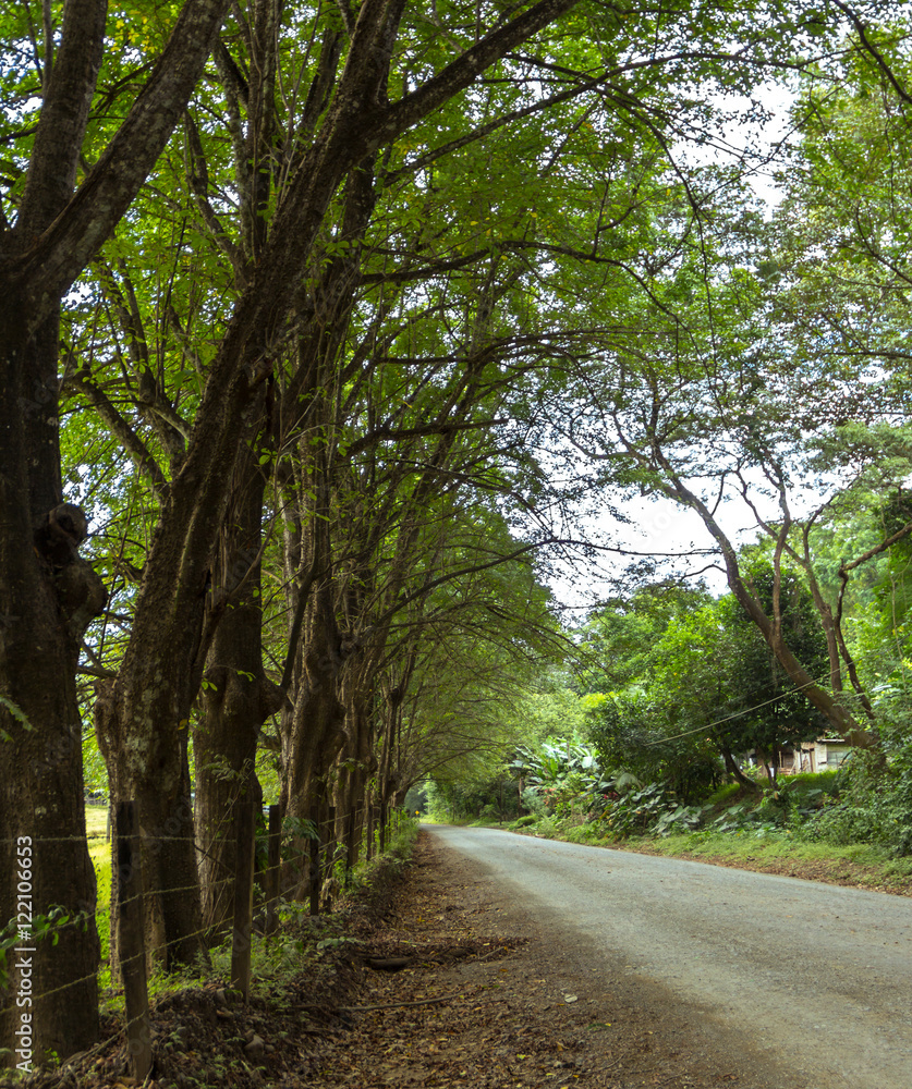 Obraz premium Branch road along trees