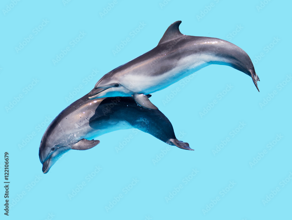 Fototapeta premium Dolphin isolated on a blue background