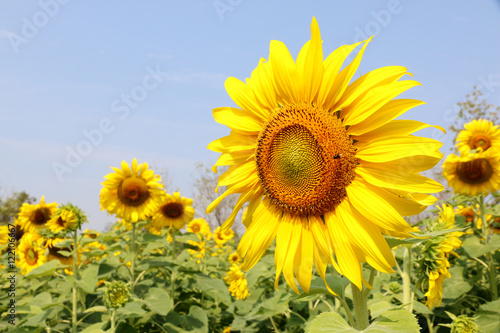 Sunflower field