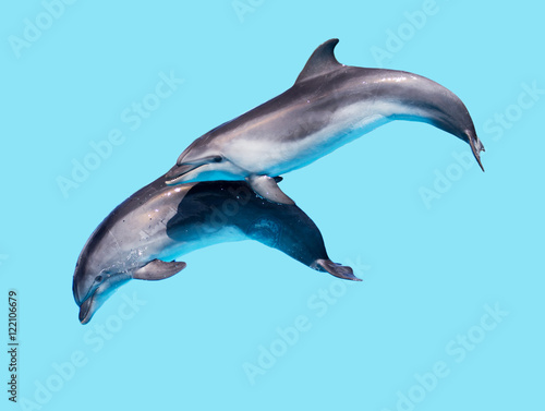 Dolphin isolated on a blue background © schankz