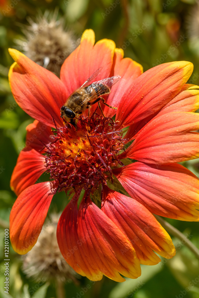 Schöne Kokardenblume mit Pollen sammelnder Biene - Gaillardia pulchella Schöne Kokardenblume mit Pollen sammelnder Biene - Gaillardia pulchella