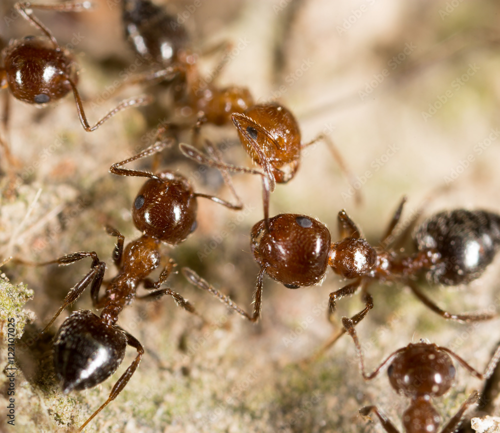 ant on the ground. macro ant on the ground. macro