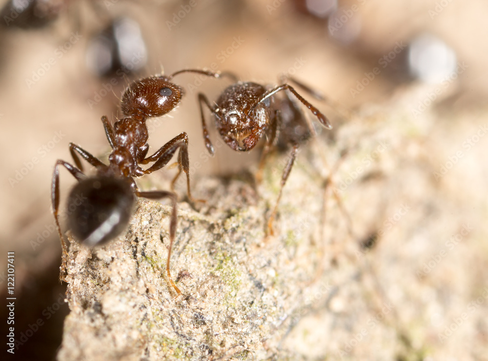 ant on the ground. macro ant on the ground. macro