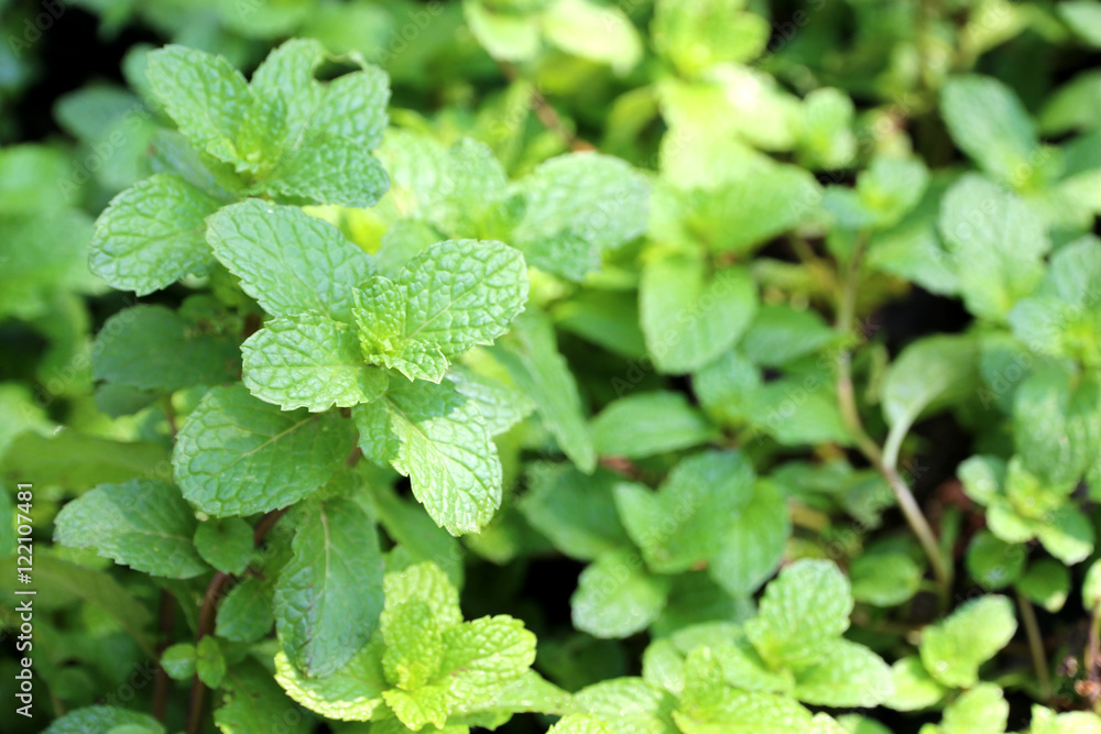 Mint in the field Mint in the field