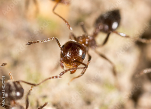 ant on the ground. macro