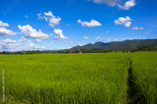 Rice field green grass blue sky landscape