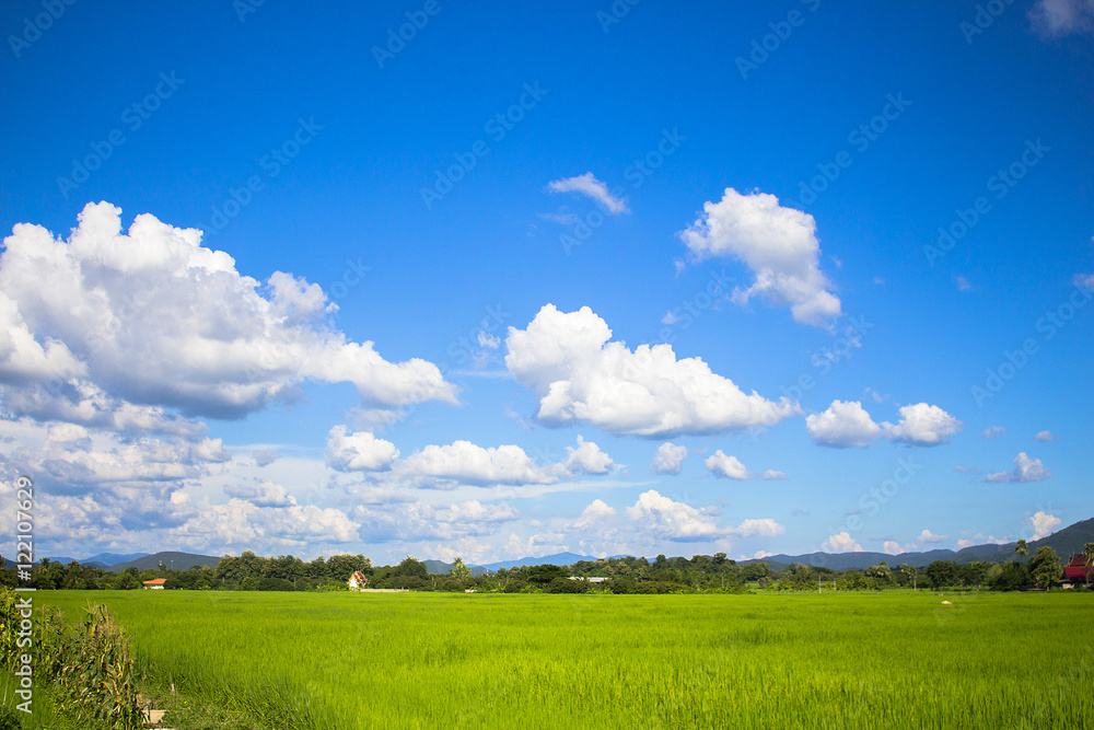 Rice field green grass blue sky landscape Rice field green grass blue sky landscape