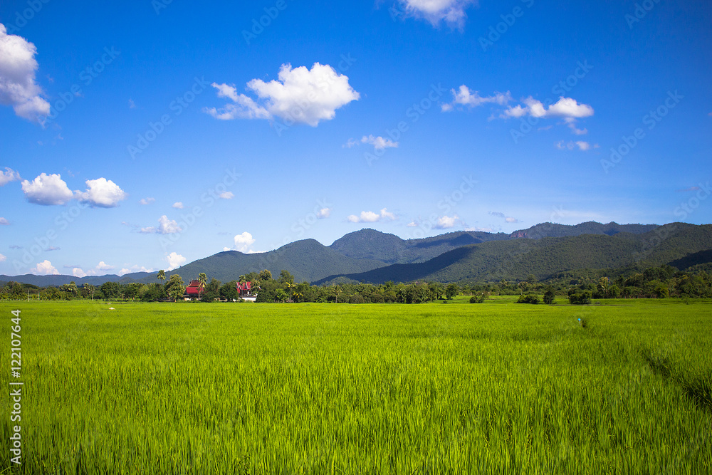 Rice field green grass blue sky landscape Rice field green grass blue sky landscape