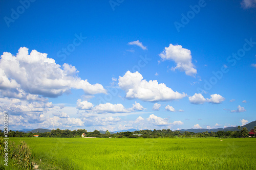 Rice field green grass blue sky landscape © max vector