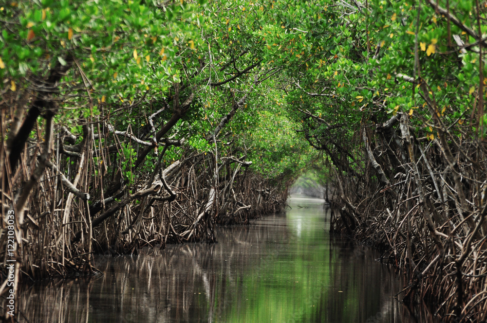 Fototapeta premium Drzewa mangrowe wzdłuż turkusowej wody w strumieniu