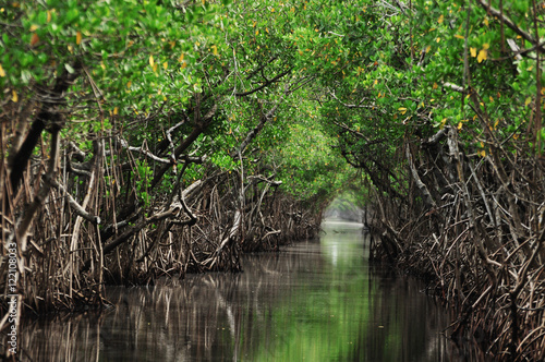 Mangrove trees along the turquoise green water in the stream photo