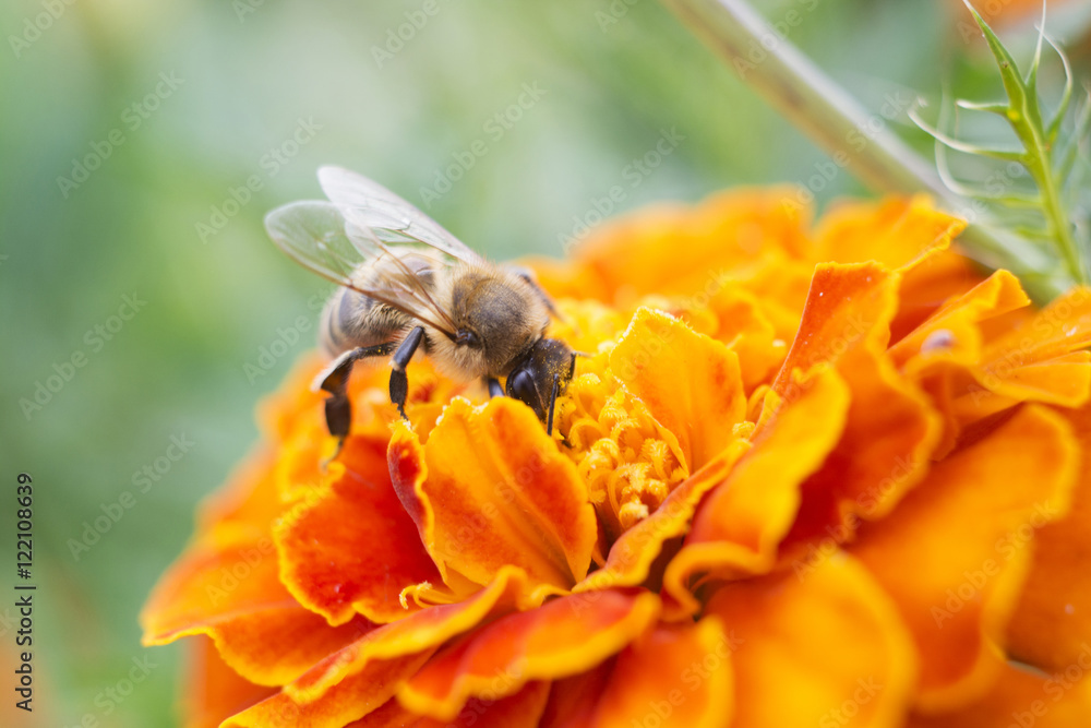 A bee collects nectar A bee collects nectar