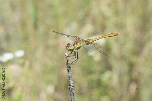 Dragonfly basking3 © Dehula Andrii