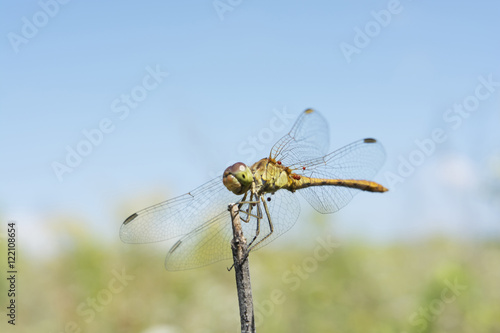 Dragonfly basking