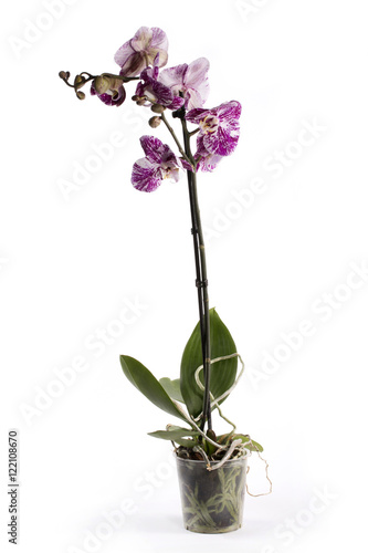 Fototapeta Naklejka Na Ścianę i Meble -  Куст орхидеи фаленопсис в горшке на белом фоне
