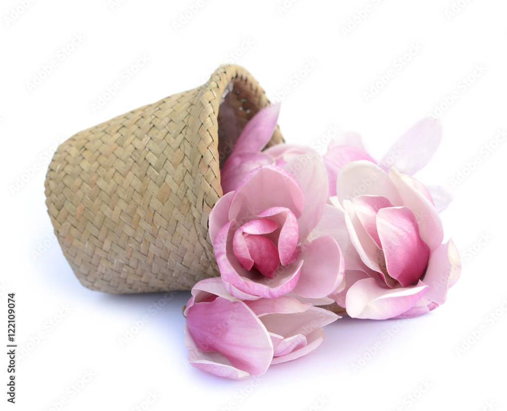 Fototapeta premium pink magnolia flower