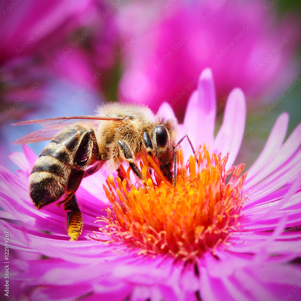 The European honey bee (Apis mellifera) pollinating of The Aster (Symphyotrichum dumosum). Very important insect for agriculture. The European honey bee (Apis mellifera) pollinating of The Aster (Symphyotrichum dumosum). Very important insect for agriculture.