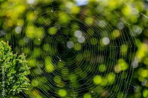 Spider web in the rays of the sun with green natural background.