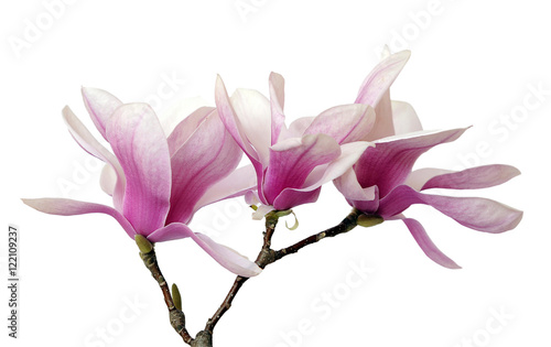 pink magnolia