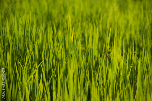 Paddy rice field and sunset with blur background.