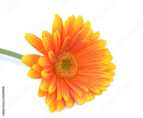 orange gerbera