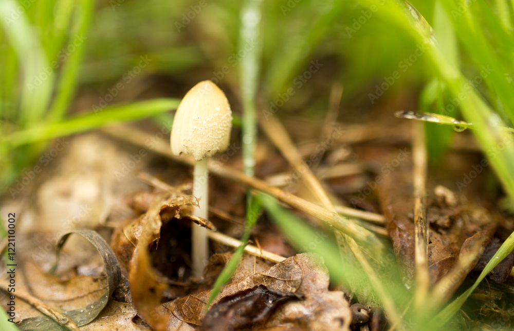 mushroom in the forest in nature mushroom in the forest in nature