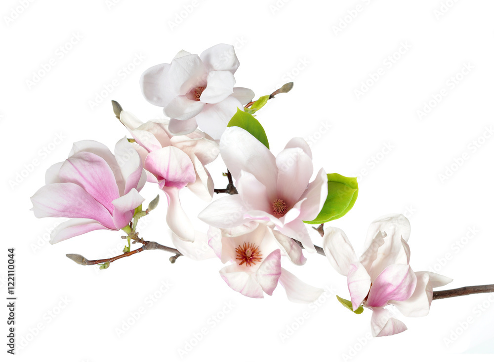 Fototapeta premium magnolia