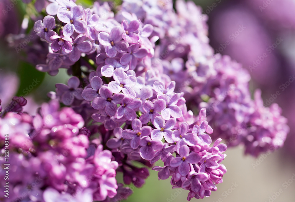 Obraz premium beautiful lilac flowers in nature