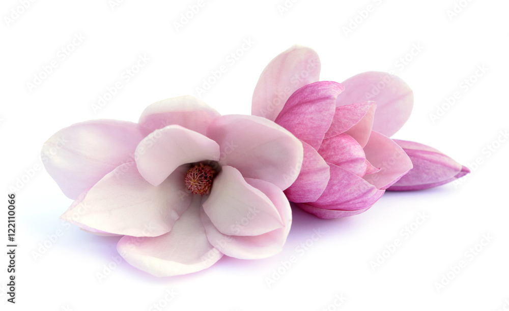 Naklejka premium magnolia flower