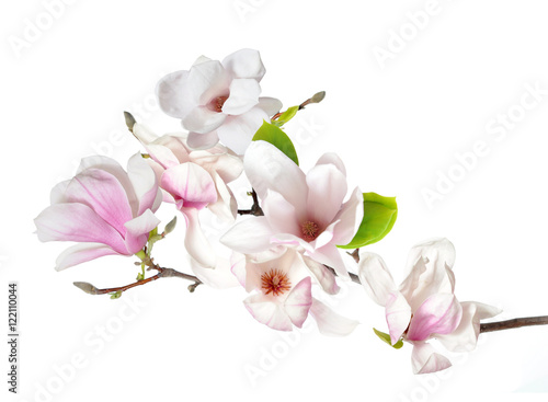 Fototapeta Naklejka Na Ścianę i Meble -   magnolia
