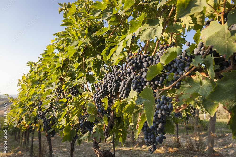 Fototapeta premium Grape harvest : vineyard with ripe red grapes