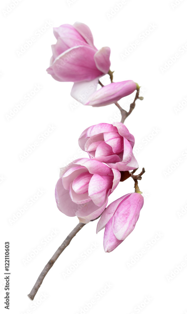 Fototapeta premium susan magnolia flower