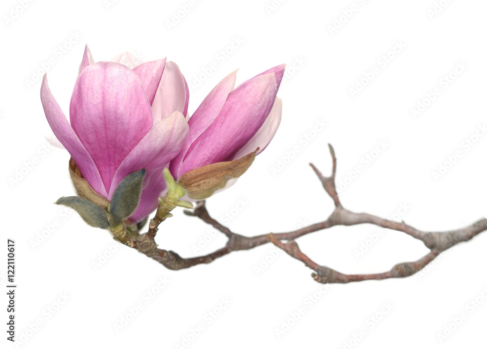 Fototapeta premium magnolia flower
