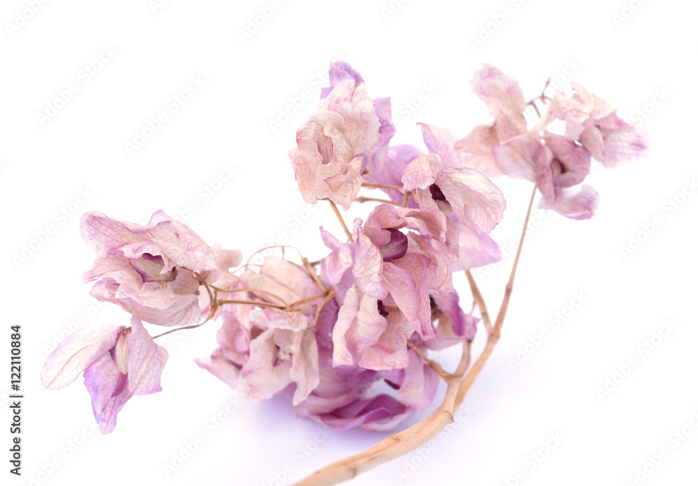  dried orchid