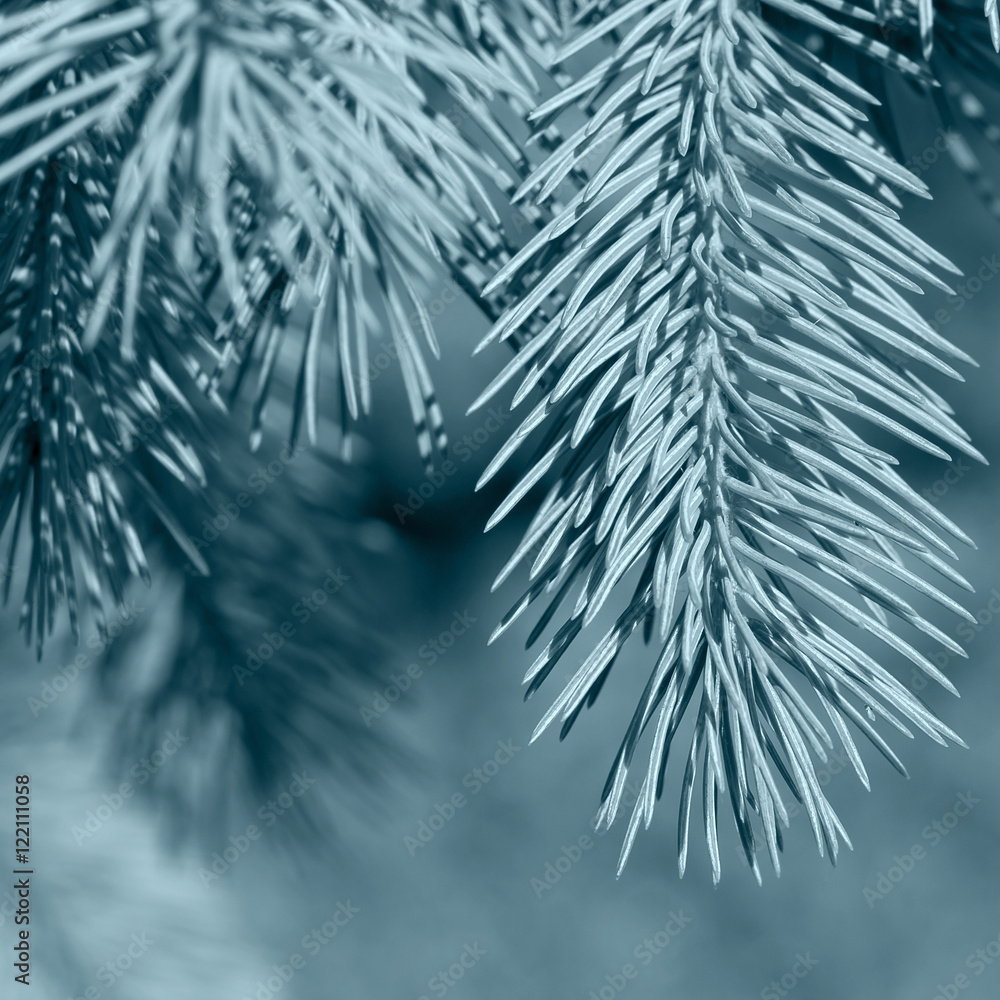 Obraz premium natural background branch blue spruce