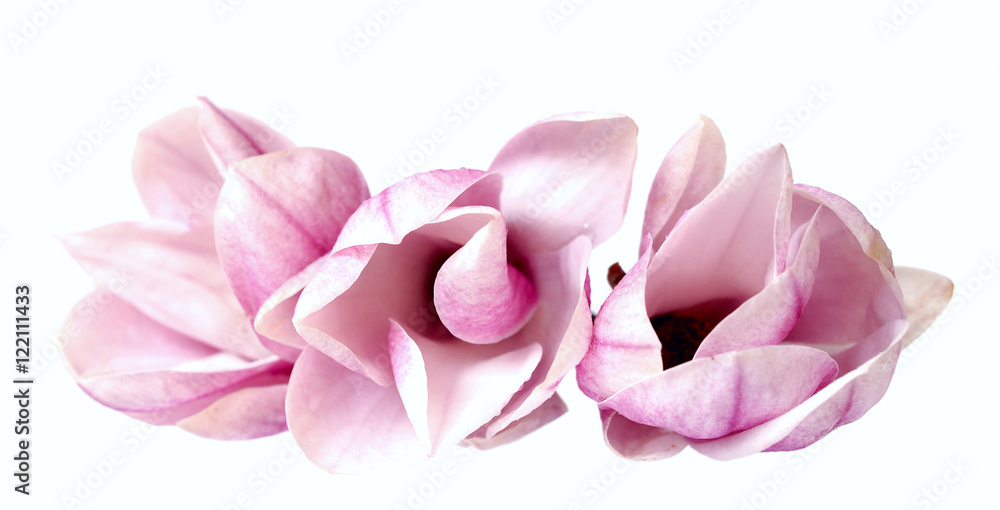 Fototapeta pink magnolia