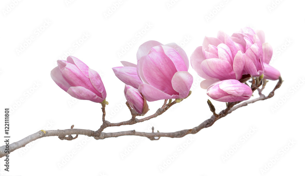 Fototapeta premium pink magnolia flower