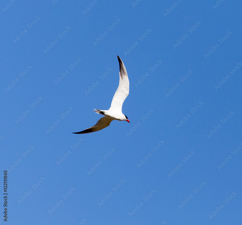 Seagull against blue sky in flight