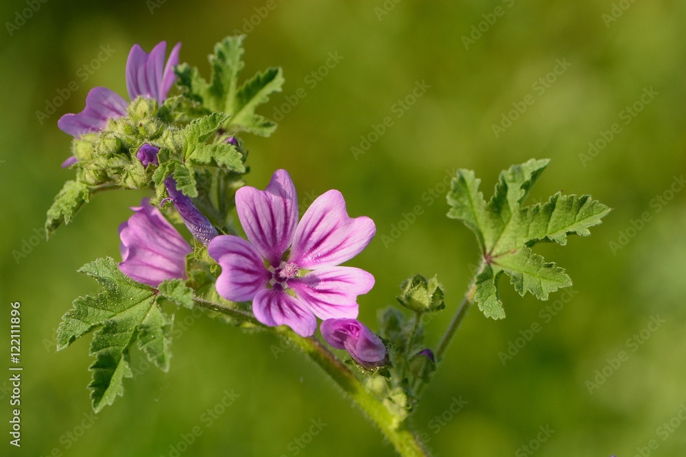 Mauve Mauve