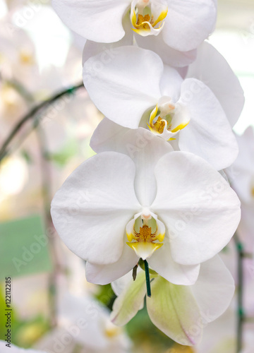 White phalaenopsis orchid flower